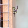 Leucospis sp.